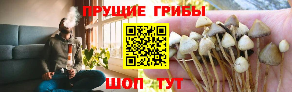 Галлюциногенные грибы Psilocybine cubensis Калуга